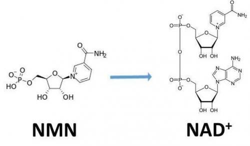 從生物學角度看NMN:為何能延緩衰老和提高免疫力？