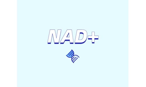 選擇NMN還是NR？