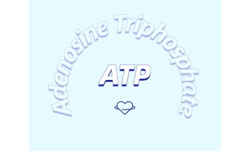 ATP對運(yùn)動(dòng)的作用：從力量到心臟